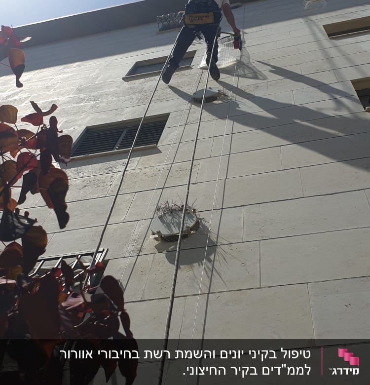 אדם על חבלים מסיר קן יונים מקיר בניין